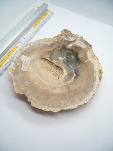Madreperla perlifera fossile - madreperla,