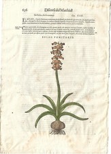 Stampa antica MATTIOLI