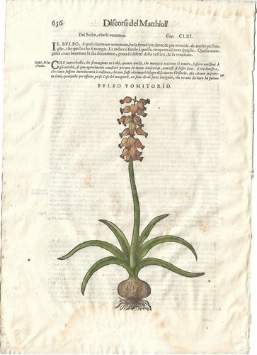 Stampa antica mattioli - stampa,