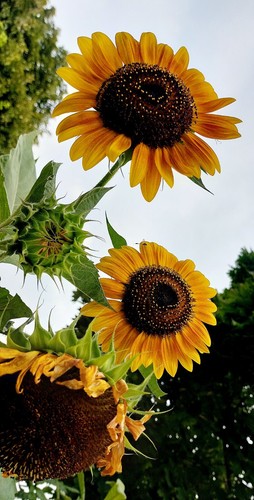 Semi girasole - 20, semi🌻girasole