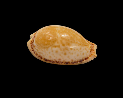 Conchiglia shell cypraea - shell,
