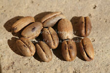 PALMA DEL KASHMIR - PHOENIX LOUREIROI HUMILIS, 10 SEMI SELEZIONATI