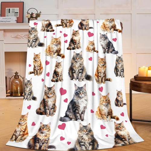 Carino maine coon gatto - maine,