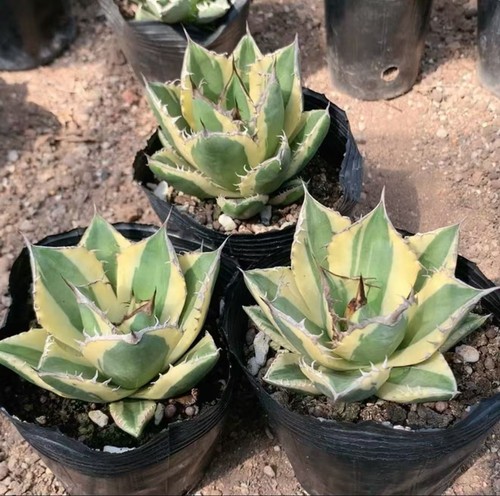 Vendita pezzi pianta agave - pezzi,