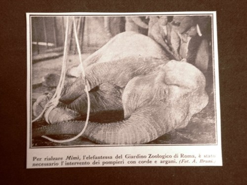 Roma nel 1924 giardino - roma,