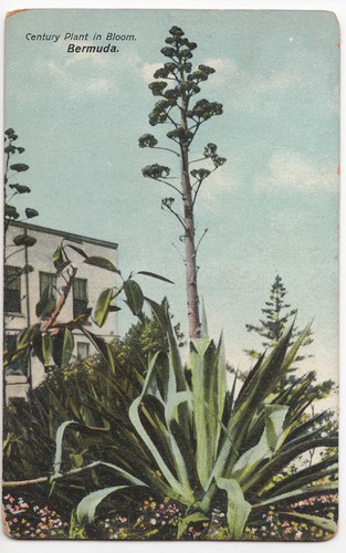 Bermuda century plant in - bermuda;,
