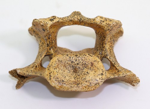 Orso delle caverne ursus cf - orso,
