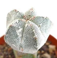 Astrophytum cv ONZUKA x HAKUUN (innesto) PA87 - berretto vescovile | cactus stellato