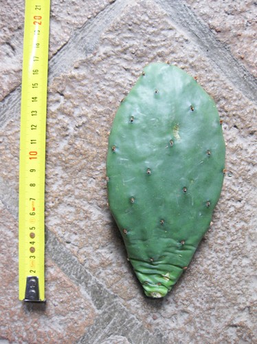 Opuntia humifusa - , (n.1