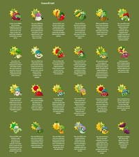 THE FRESH HEADS MINI ORTO -