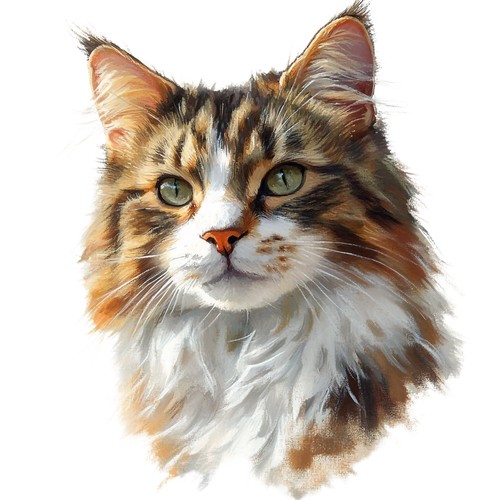 Adesivi maine coon gatto - adesivi,