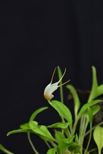 Orchidea elachrys Masdevallia