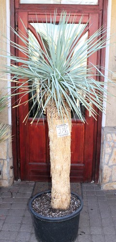 Yucca rostrata tronco 180 cm - rostrata,,