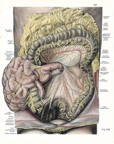 Stampa antica anatomia - antica, del