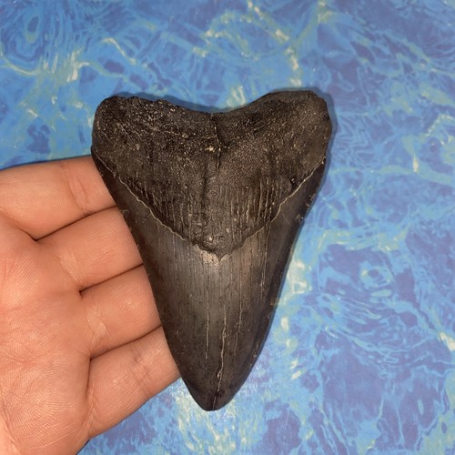 Megalodonte dente squalo - dente,