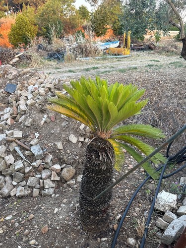 Pianta cycas revoluta grande - pianta,