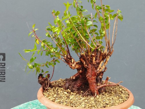 Bonsai mirto 27x15cm - di,