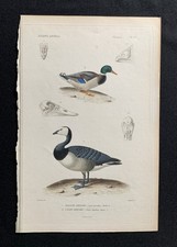 steel engraving 1817 Georges