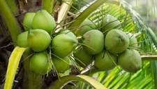 Palma da Cocco Cocos nucifera Semi Secchi Vivi per Germogliare