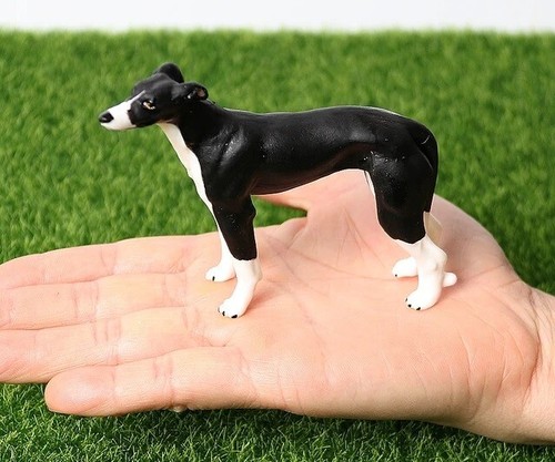 Whippet cane animale - cane,