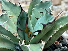 Agave titanota Black Whale