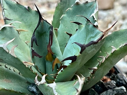 Agave titanota black whale - agave,