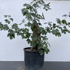 Pre bonsai acero - acero, campestre