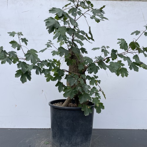 Pre bonsai acero campestre - bonsai, di