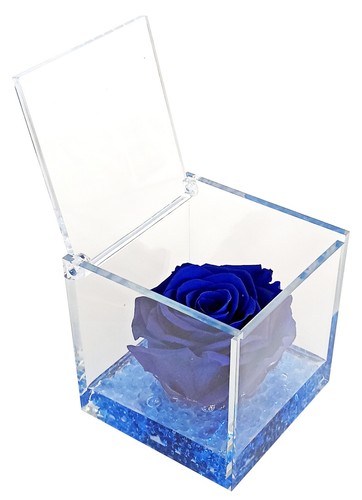 Rosa blu fiore vero - rosa,