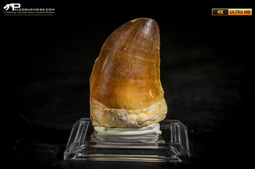 Dente fossile mosasaurus - dente,