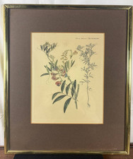 Flora Danica Stampa botanica