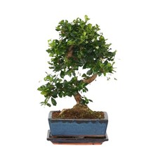 Albero dei bonsai Carmona microphylla 20cm Pianta da interno verde