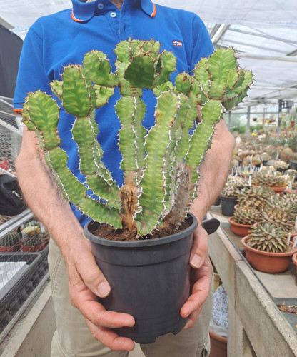 Euphorbia pseudocactus big - pseudocactus,