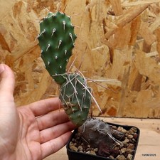 Opuntia sulphurea Vaso 8 cm