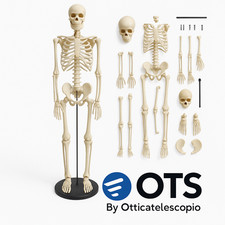 Scheletro Corpo Umano Alto