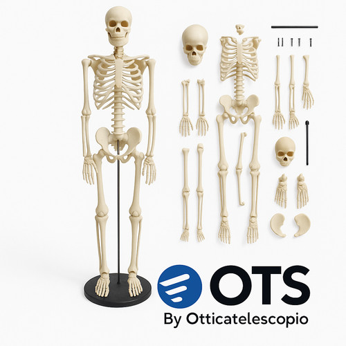 Scheletro corpo umano alto - scheletro,