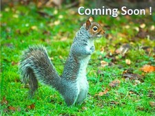 ✅ Set Freno Posteriore