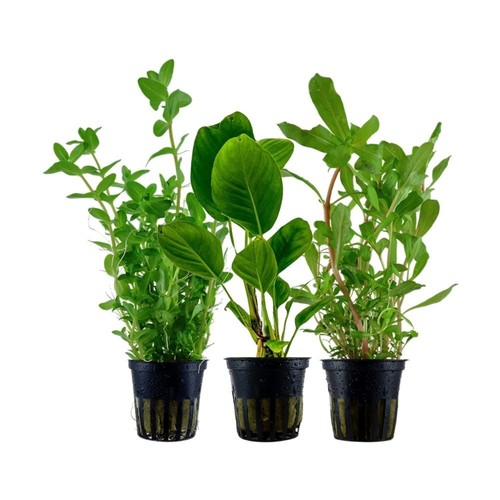 Set piante per acquario - di,