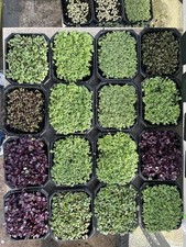 500 Vaschette Microgreens