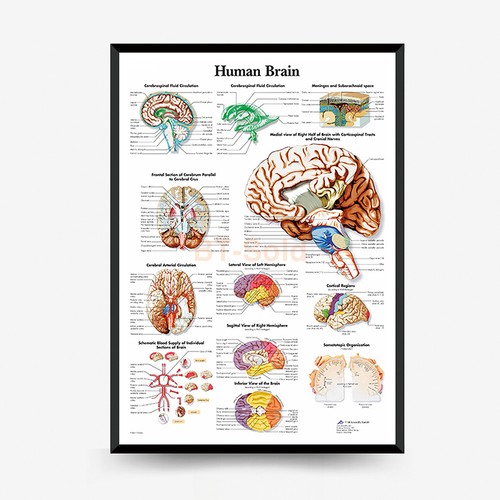 Grafico anatomico del cervello
