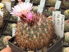 Pediocactus simponii 873 - pediocactus,