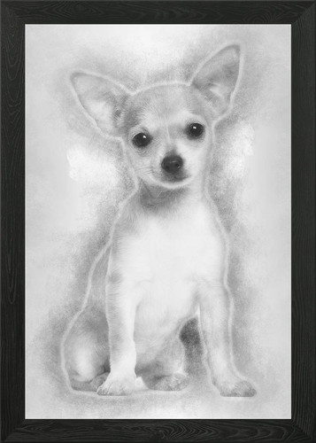 Chihuahua cucciolo mesi - 3, o
