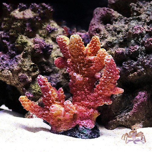 Mini barriera corallina