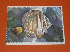 CHROMO 1963 BISCOTTES REINETTE ALBUM OCEANOGRAPHIQUE #40 ZEBRASOMA