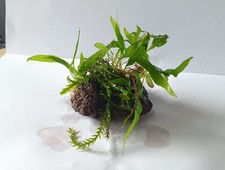 Pietra lavica piantata con