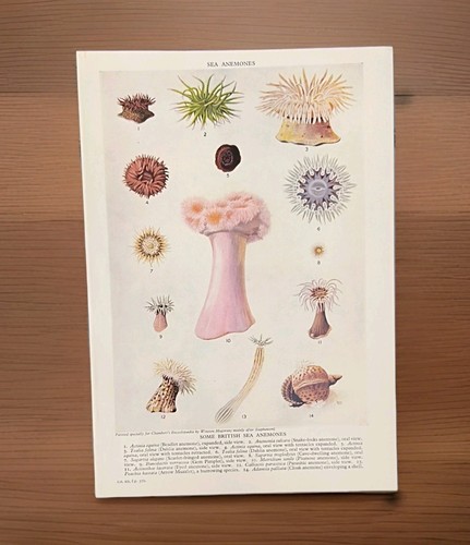 Anemoni mare vintage anni - di,