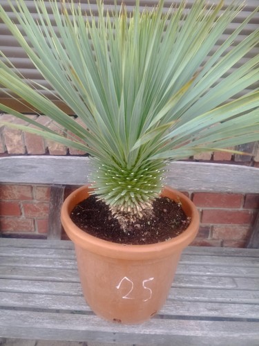 Yucca rostrata qualità - rostrata, "qualità
