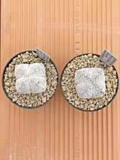 Astrophytum Myriostigma var