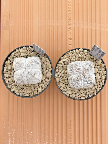 Astrophytum myriostigma var - astrophytum,
