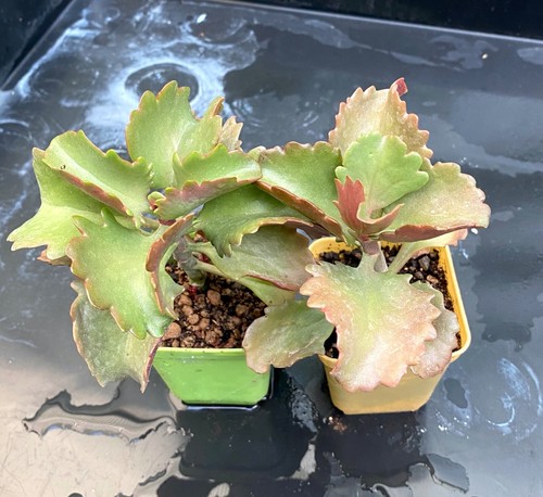 Kalanchoe longiflora pianta - kalanchoe,